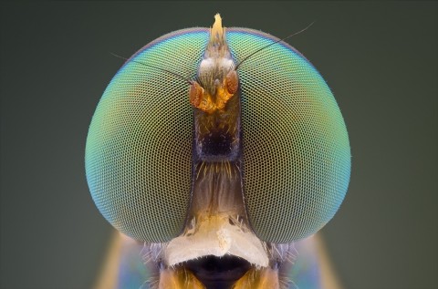 insect eyes