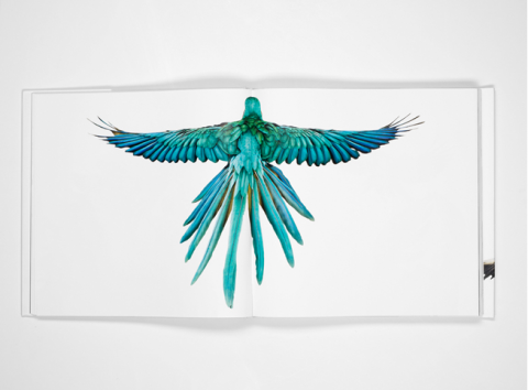 Bird by Andrew Zuckerman