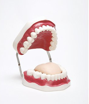 Oral Hygiene Model