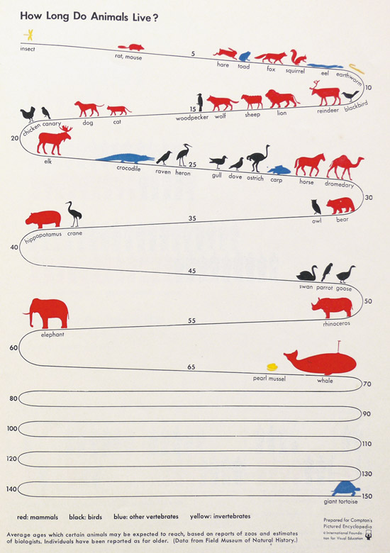 swissmiss | How Long Do Animals Live?
