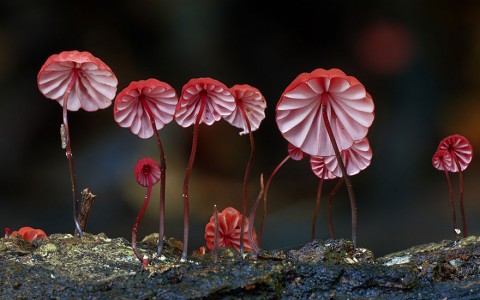 mushroom-photography-110__880