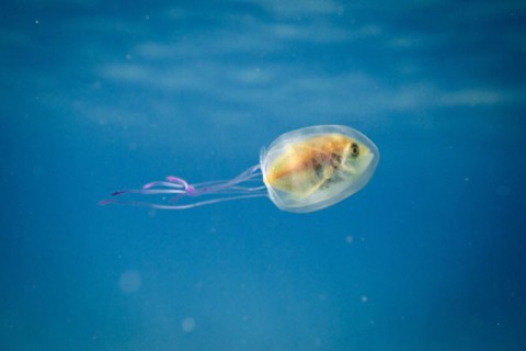 Fish inside a Jellyfish