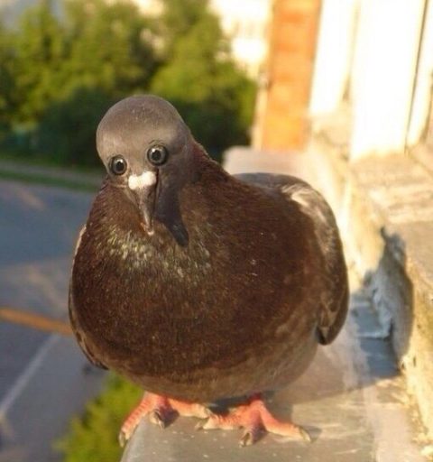 pigeon with eyes at the front